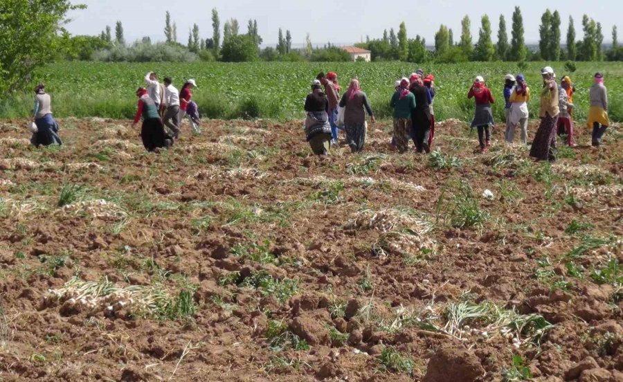 Rusya Ve Almanya’nın Organik Antibiyotiği Aksaray’dan