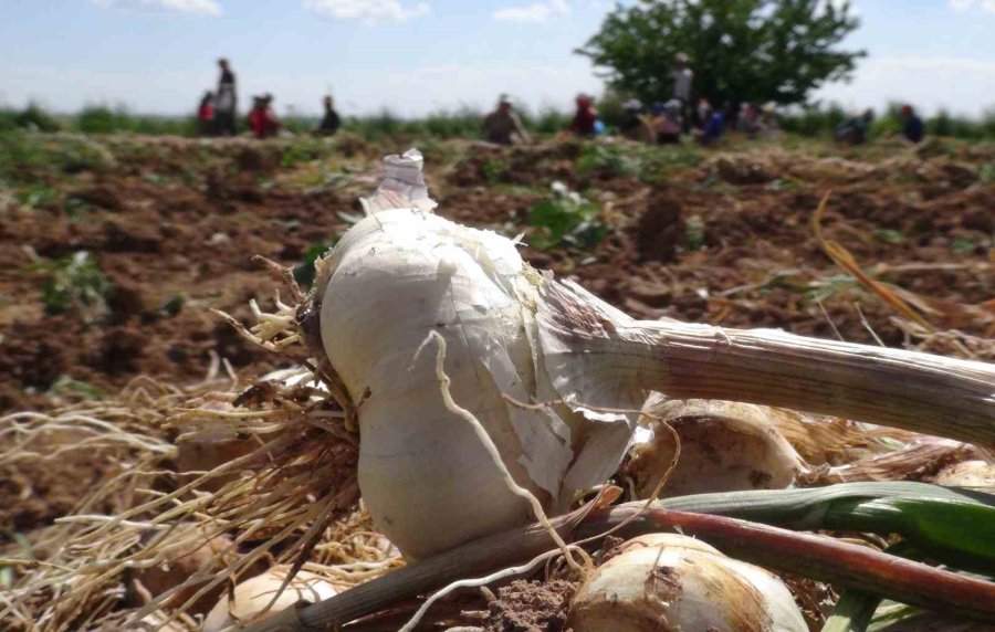 Rusya Ve Almanya’nın Organik Antibiyotiği Aksaray’dan