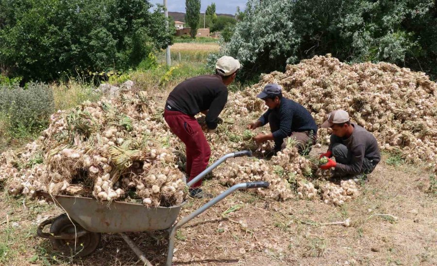Rusya Ve Almanya’nın Organik Antibiyotiği Aksaray’dan