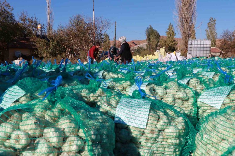 Rusya Ve Almanya’nın Organik Antibiyotiği Aksaray’dan