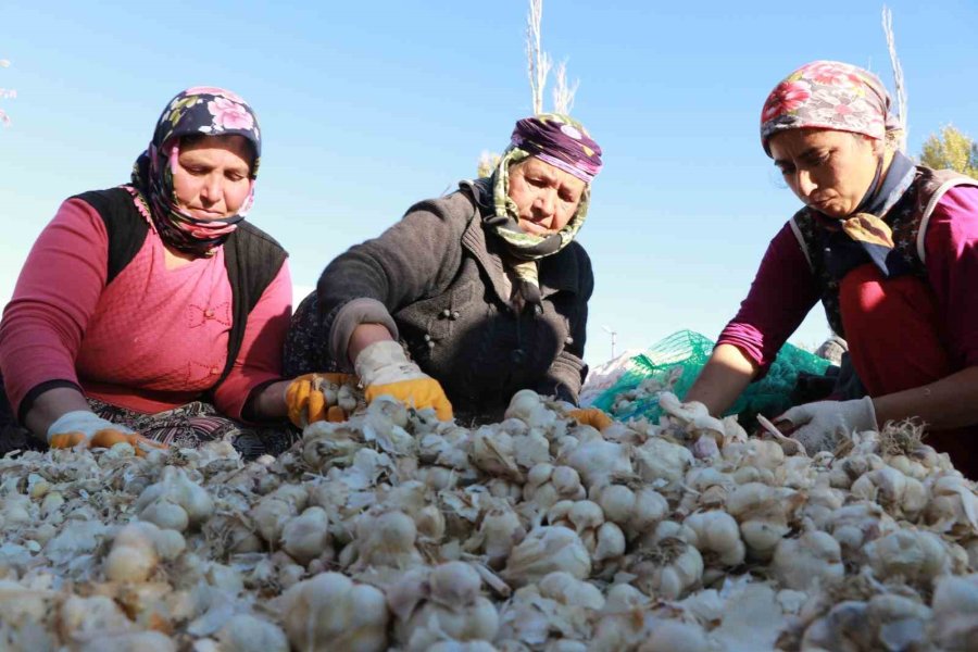Rusya Ve Almanya’nın Organik Antibiyotiği Aksaray’dan