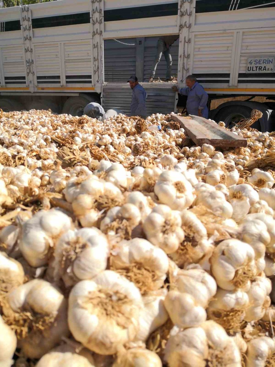 Rusya Ve Almanya’nın Organik Antibiyotiği Aksaray’dan