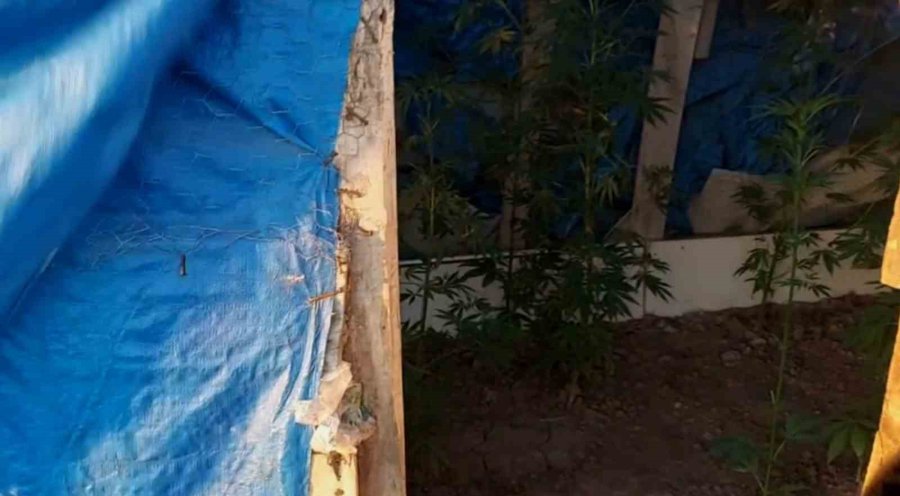 Bahçesine Baraka Yapıp Özel Bölmelerde Kenevir Yetiştirdi