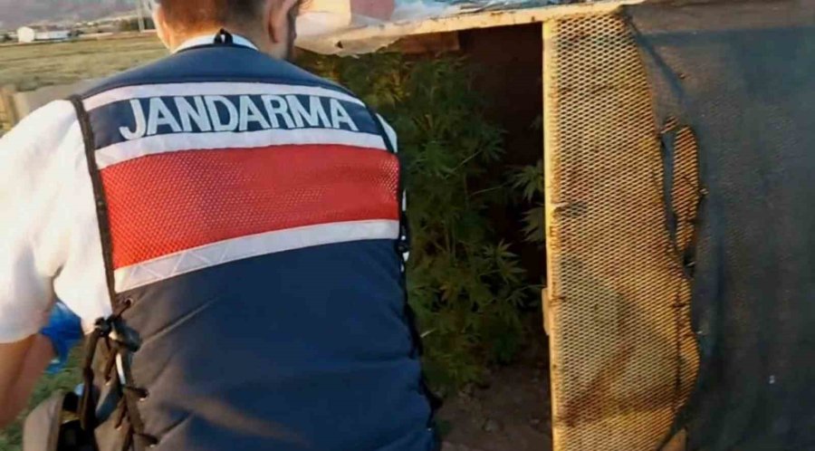 Bahçesine Baraka Yapıp Özel Bölmelerde Kenevir Yetiştirdi