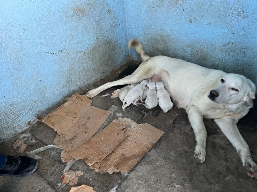Koruma Altındaki Sivrihisar Akbaşlarının Üreme Dönemi Başladı