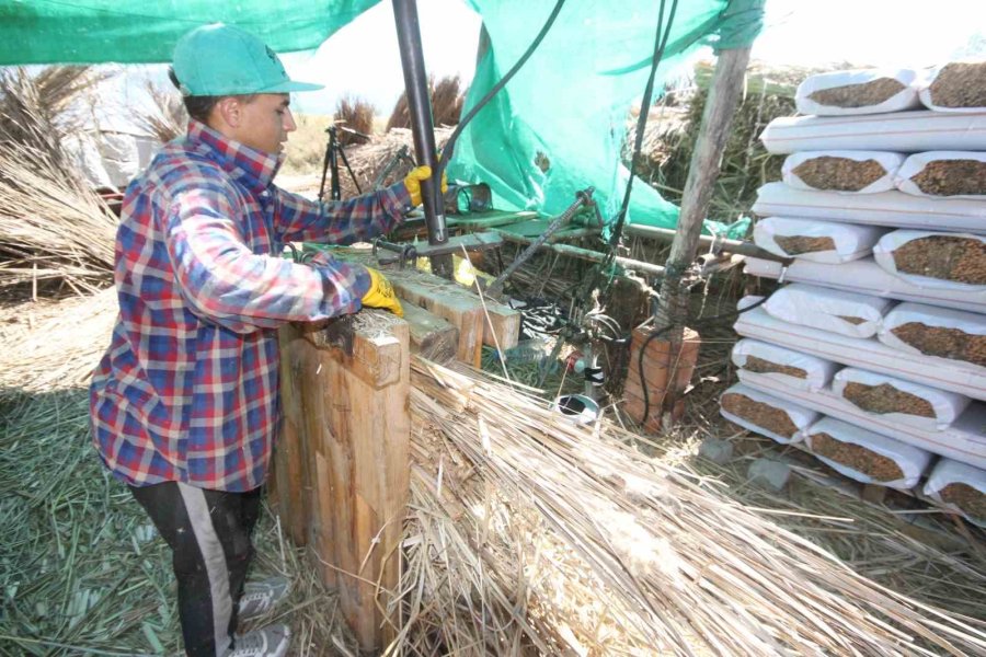 Göllerden Temin Edilen Kamışlar Ekonomiye Kazandırılıyor