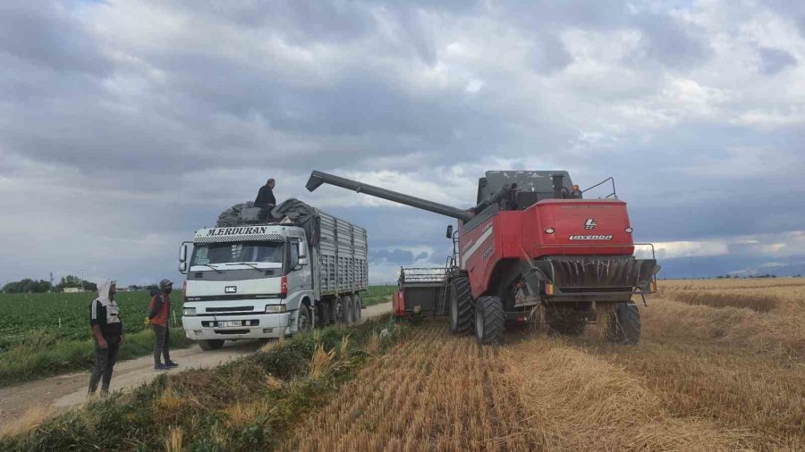 Konya’da Halis Ekmeklik Buğday Çeşidinde Yüksek Verim Elde Edildi