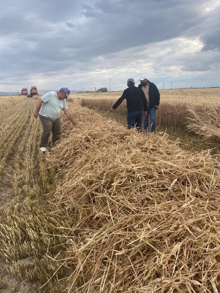Konya’da Halis Ekmeklik Buğday Çeşidinde Yüksek Verim Elde Edildi