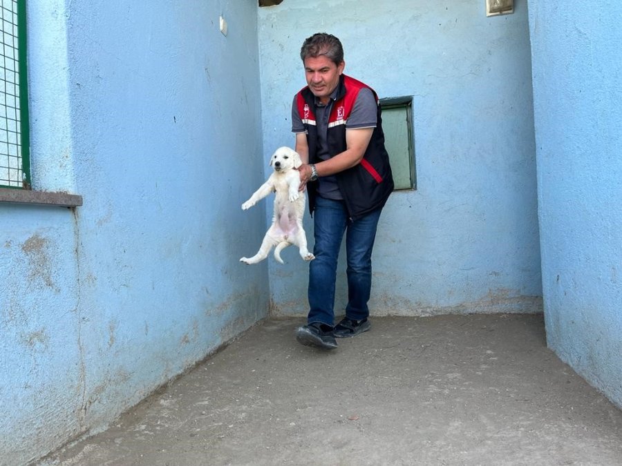 Koruma Altındaki Sivrihisar Akbaşlarının Üreme Dönemi Başladı