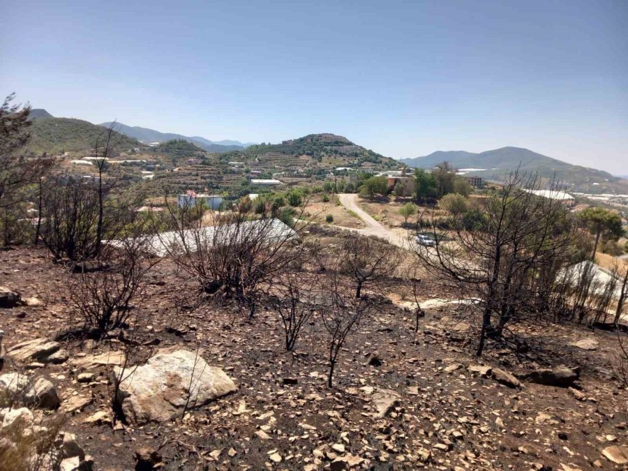 Alanya’da Avokado Bahçesinde Çıkan Yangında 9 Dönüm Alan Zarar Gördü