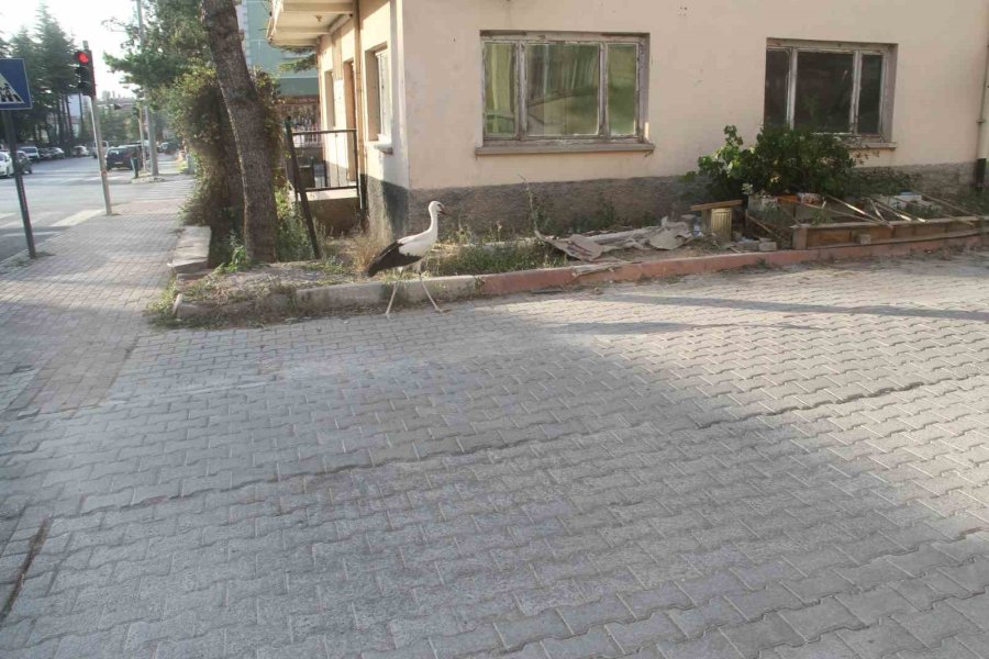 Cadde Ortasında Yürüyen Leylek Görenleri Şaşkına Çevirdi
