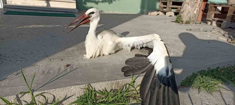 Cadde Ortasında Yürüyen Leylek Görenleri Şaşkına Çevirdi