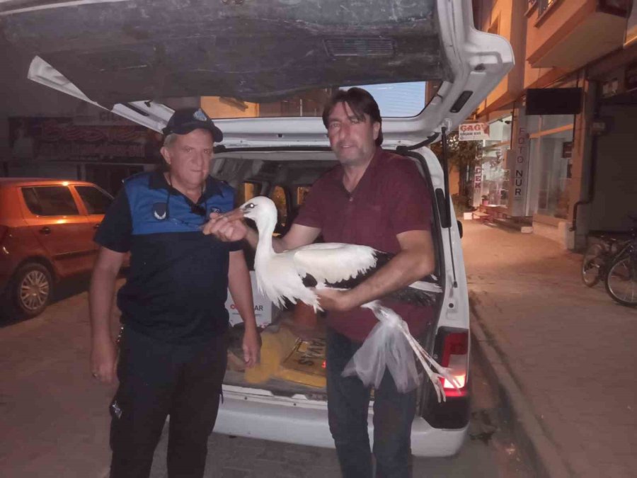 Cadde Ortasında Yürüyen Leylek Görenleri Şaşkına Çevirdi