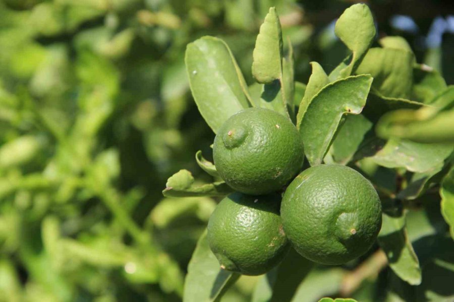 Türkiye’nin İlk ’lime’ Cinsi Limon Hasadı Silifke’de Yapıldı