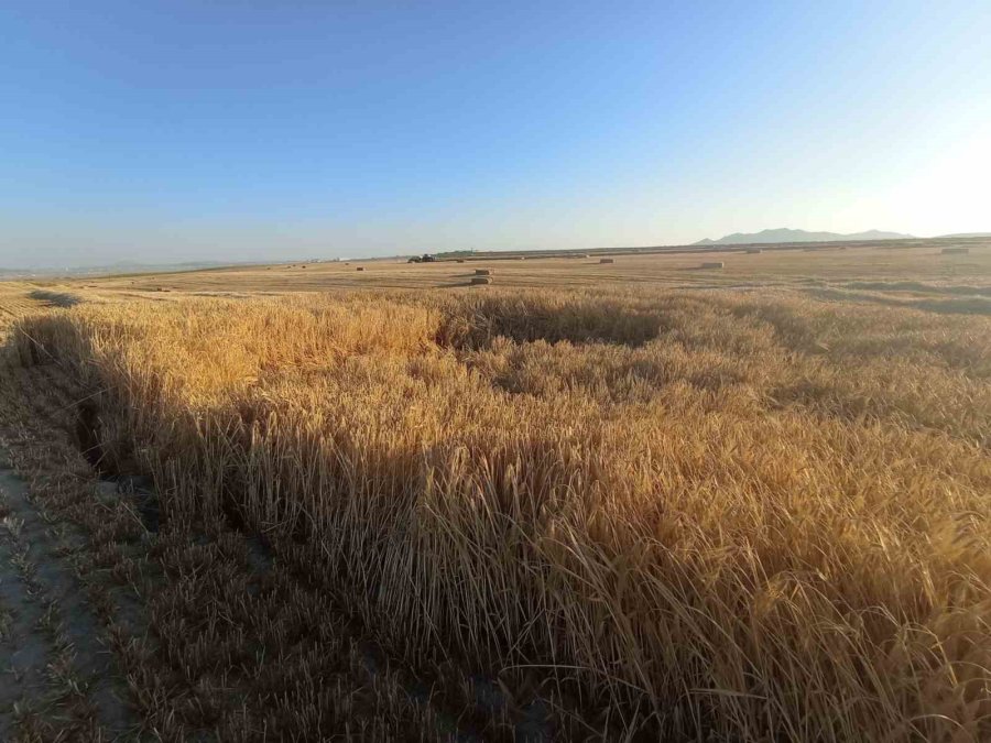 Hasat Yapılacak Ekili Arazide Oluşan Obruk Korkuttu