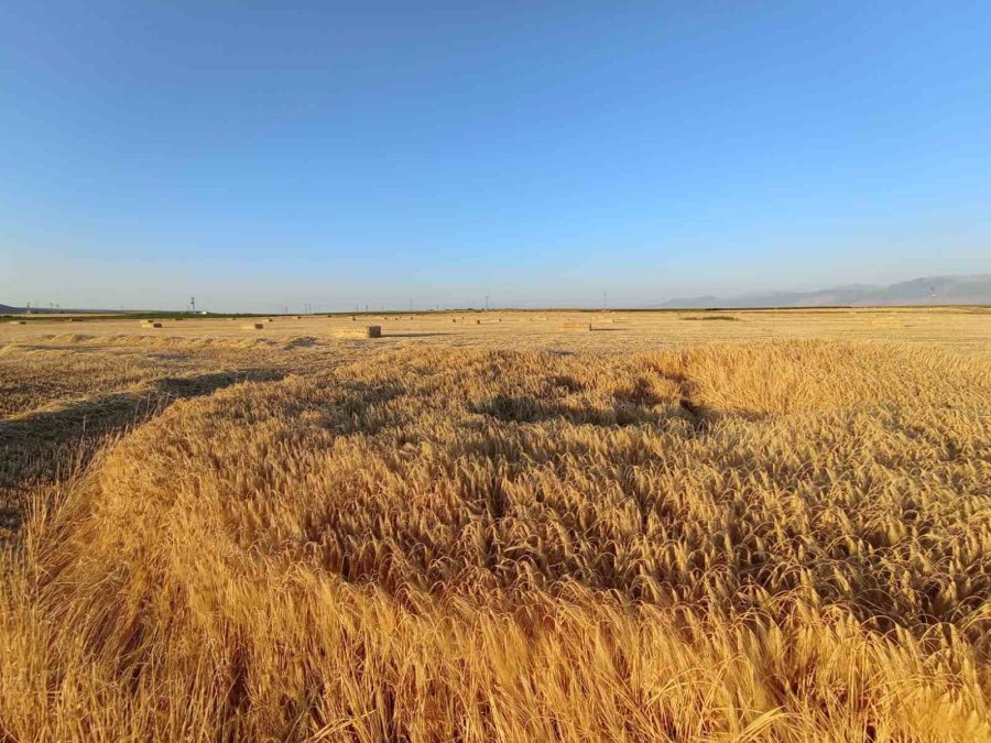 Hasat Yapılacak Ekili Arazide Oluşan Obruk Korkuttu