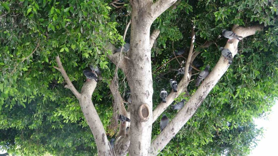 Sıcak Hava Ağaçları Kuşların Yuvası Yaptı