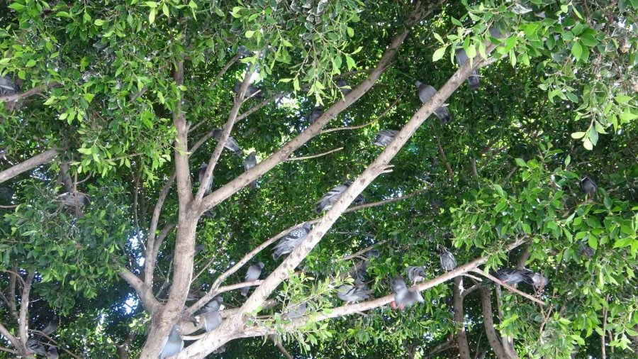 Sıcak Hava Ağaçları Kuşların Yuvası Yaptı