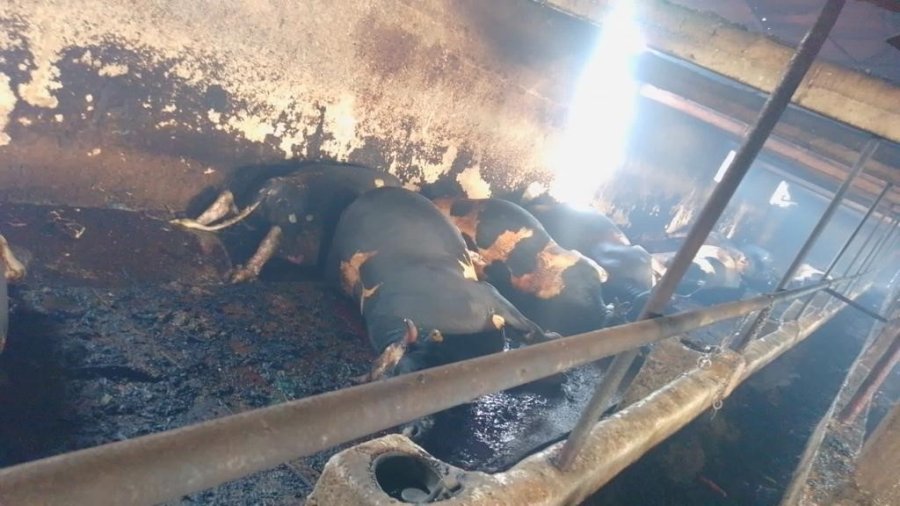 Konya’da Samanlık Ve Ahır Yangınında Büyükbaş Hayvanlar Telef Oldu