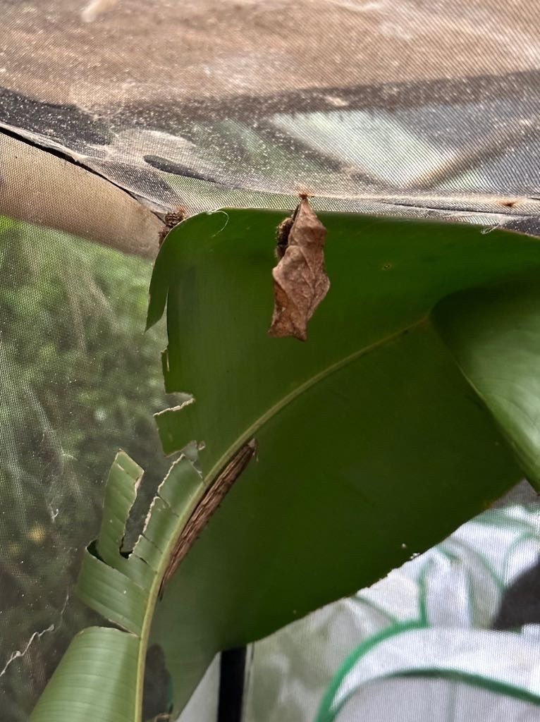 Selçuklu Ve Penonome Belediyesi Kardeş Oldu