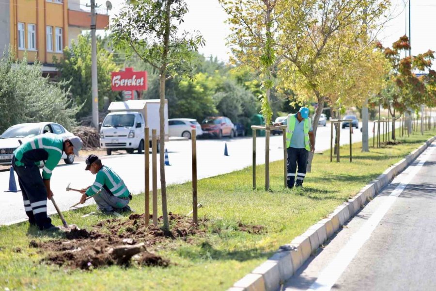 Başkan Dinçer: “aksaray’ımızın Yeşil Alanını Artırmak İçin Çalışıyoruz”