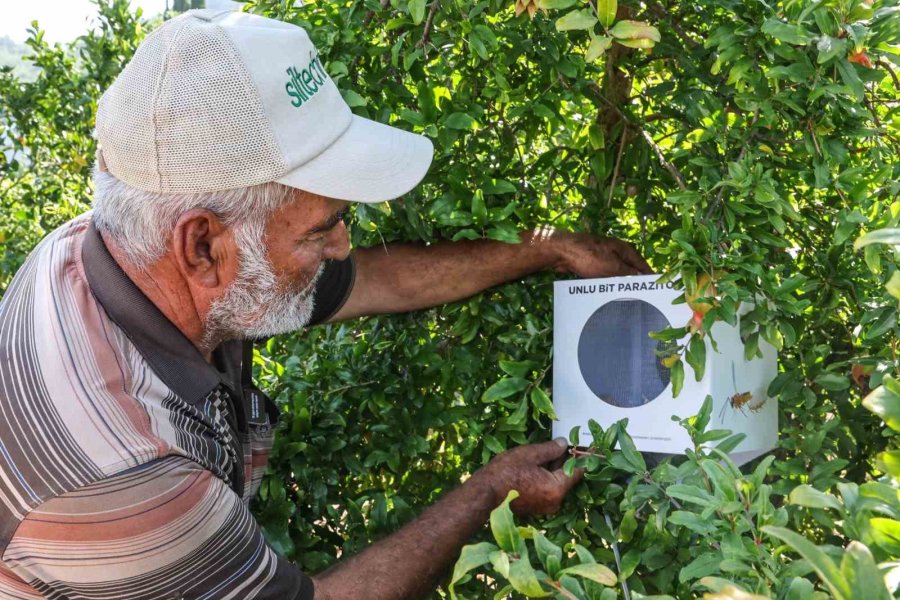 Büyükşehir’in Çiftçilere Faydalı Böcek Desteği Ara Vermedi