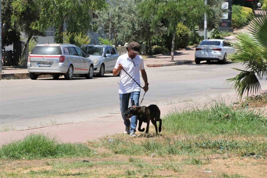 Türkiye’de Nadir Bulunup Barınaktan Kaçan Dutch Shepherd Cinsi Köpek İçin Seferber Oldular
