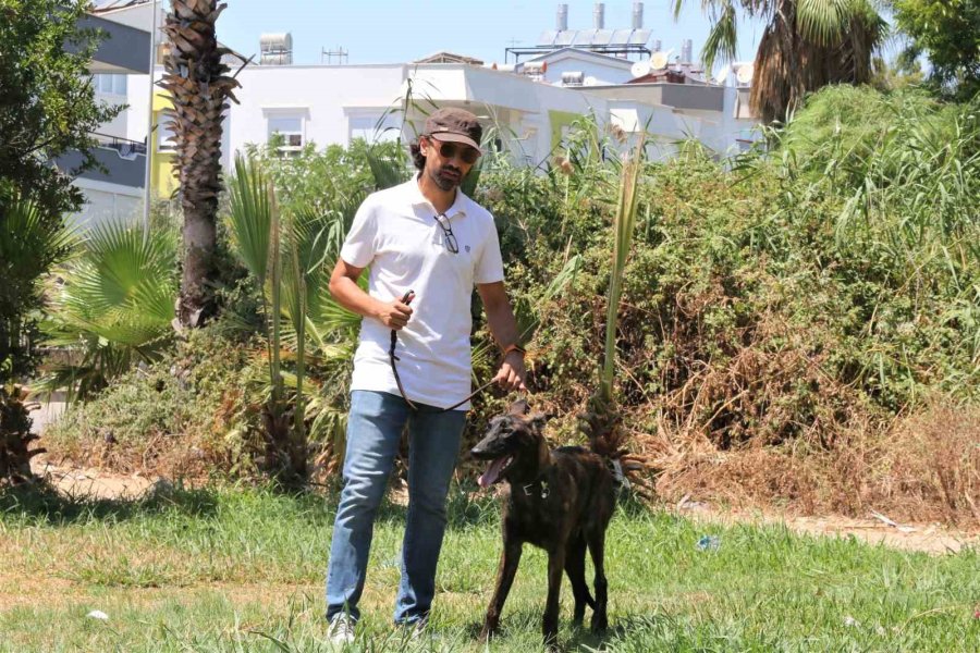 Türkiye’de Nadir Bulunup Barınaktan Kaçan Dutch Shepherd Cinsi Köpek İçin Seferber Oldular