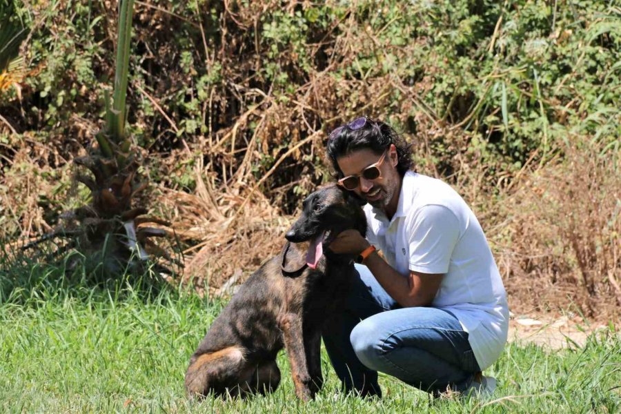 Türkiye’de Nadir Bulunup Barınaktan Kaçan Dutch Shepherd Cinsi Köpek İçin Seferber Oldular