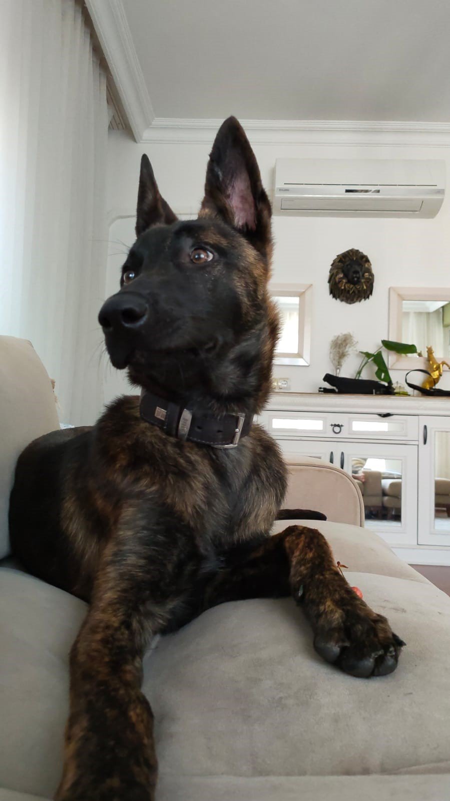 Türkiye’de Nadir Bulunup Barınaktan Kaçan Dutch Shepherd Cinsi Köpek İçin Seferber Oldular