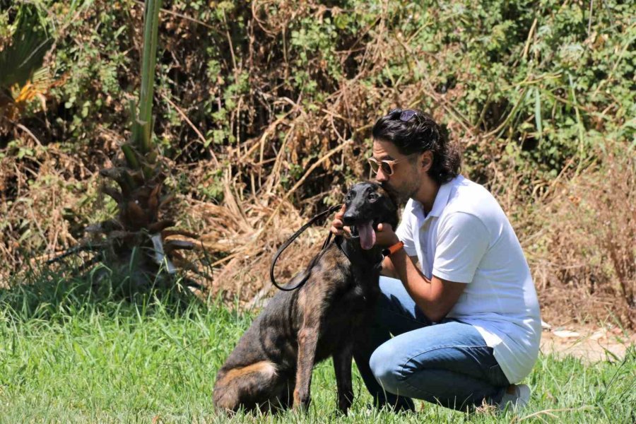 Türkiye’de Nadir Bulunup Barınaktan Kaçan Dutch Shepherd Cinsi Köpek İçin Seferber Oldular