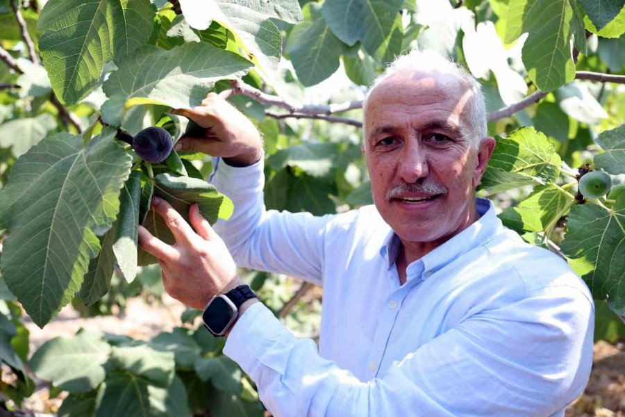 Mersin’de Siyah İncir Hasadı Yapıldı