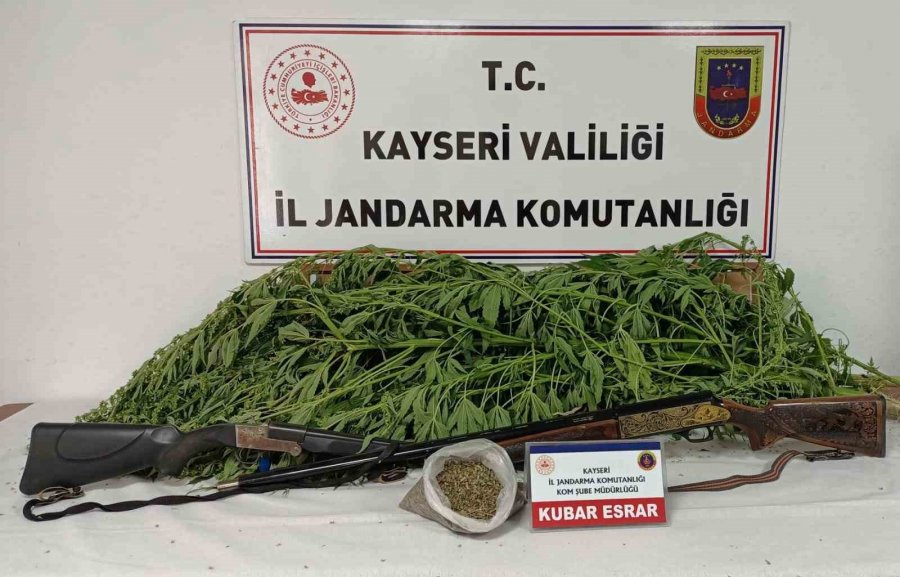 Evin Bahçesinde Kenevir Bulunan Şahıs Yakalandı