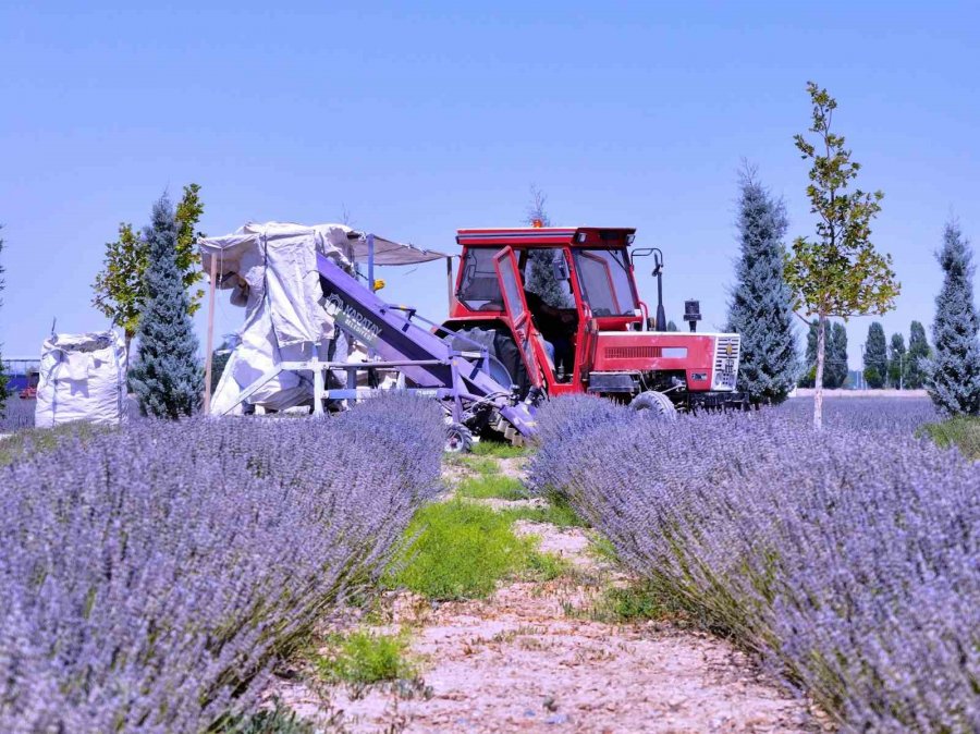Karatay Lavanta Bahçeleri’nde Hasat Zamanı