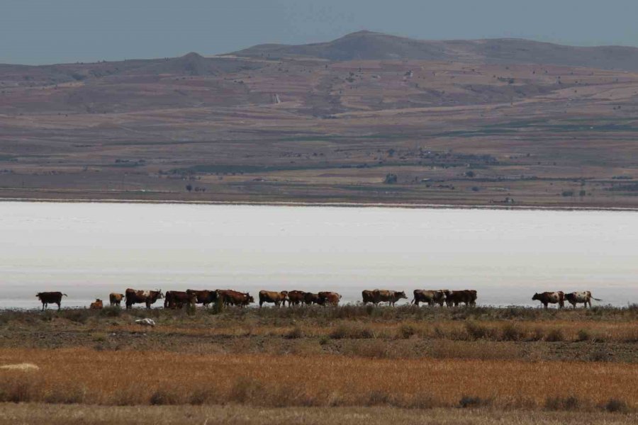 Suyu Gitti, Tuzu Kaldı