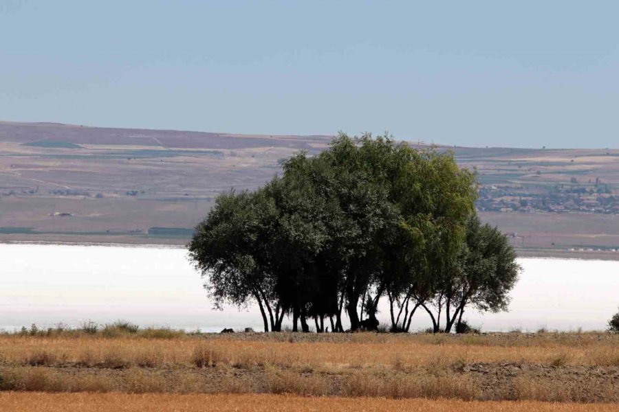 Suyu Gitti, Tuzu Kaldı