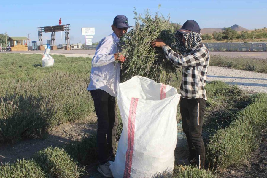 Konya’da Lavanta Hasadı Başladı