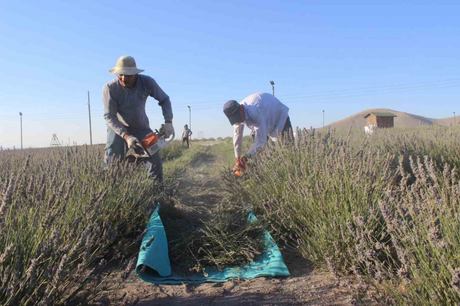 Konya’da Lavanta Hasadı Başladı
