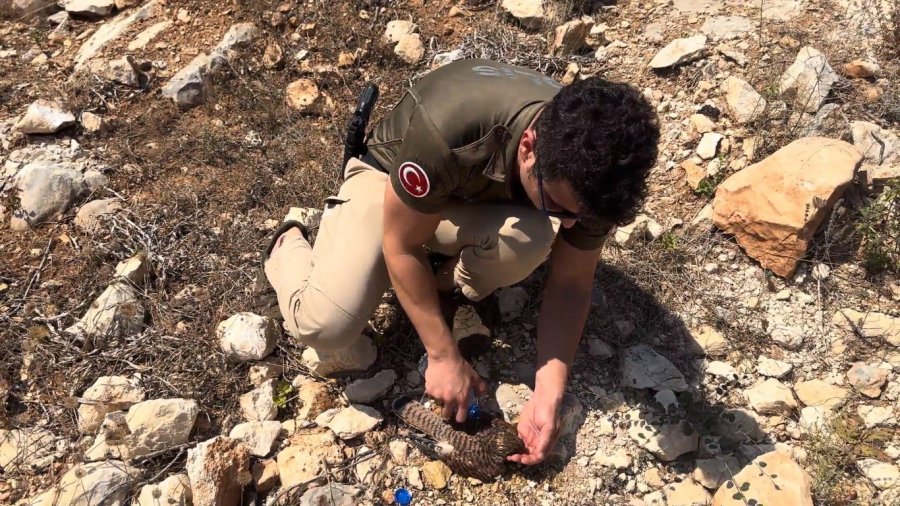 Sıcaktan Ölmek Üzere Olan Kerkenezi Polis Hayata Döndürdü