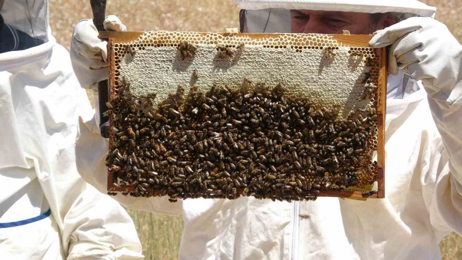 Endemik Bitkili Zengin Florada Üretilen Yayla Balı Sağıldı