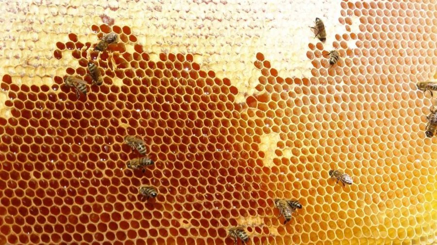 Endemik Bitkili Zengin Florada Üretilen Yayla Balı Sağıldı