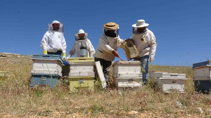 Endemik Bitkili Zengin Florada Üretilen Yayla Balı Sağıldı