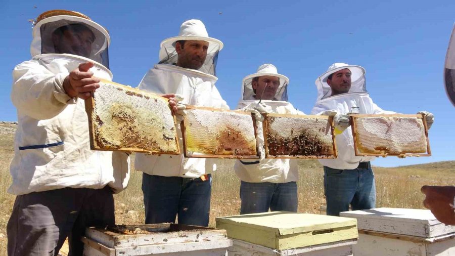 Endemik Bitkili Zengin Florada Üretilen Yayla Balı Sağıldı
