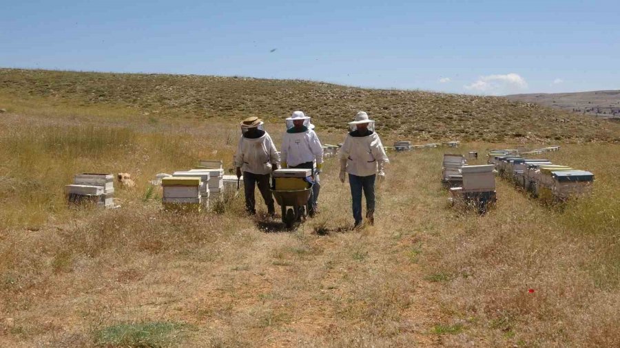 Endemik Bitkili Zengin Florada Üretilen Yayla Balı Sağıldı