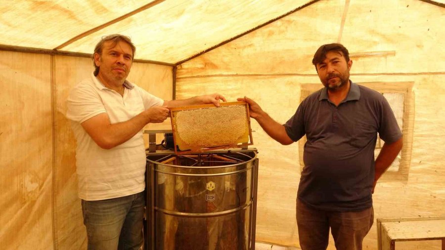 Endemik Bitkili Zengin Florada Üretilen Yayla Balı Sağıldı