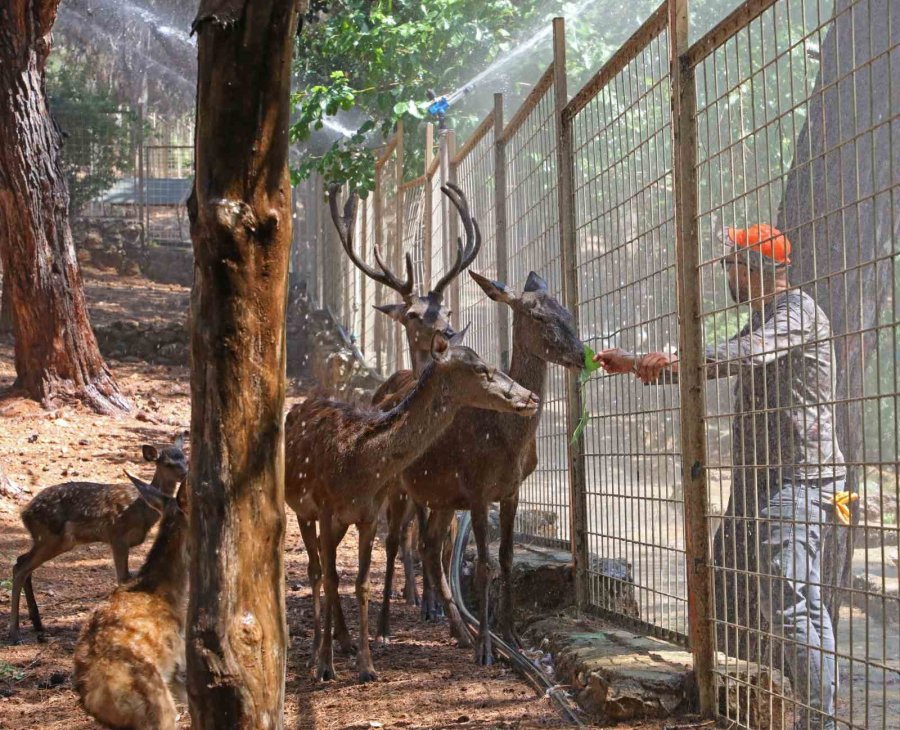 Sıcaktan Bunalan Hayvanlara Buzlu Meyve Servisi
