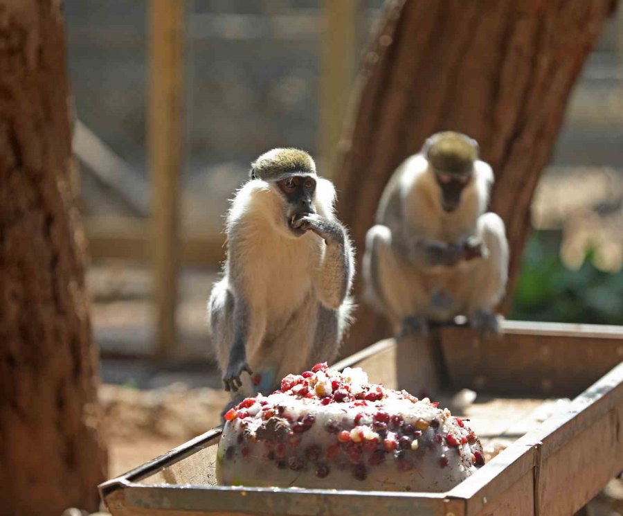 Sıcaktan Bunalan Hayvanlara Buzlu Meyve Servisi
