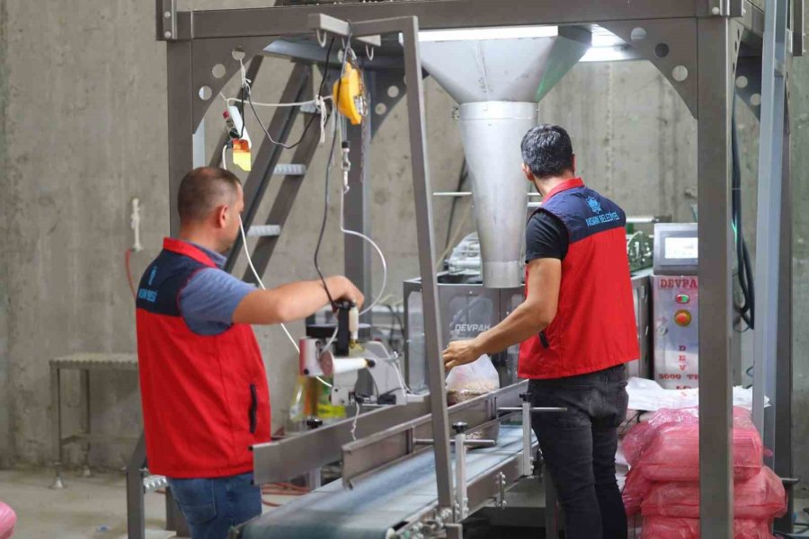 Aksaray Belediyesi Hasat Ettiği Nohutları İhtiyaç Sahiplerine Ulaştırıyor