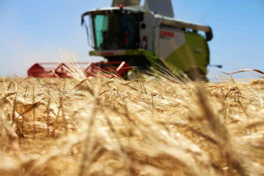 Konya Ovası’ndaki Buğday Hasadında 2 Milyon 400 Bin Rekolte
