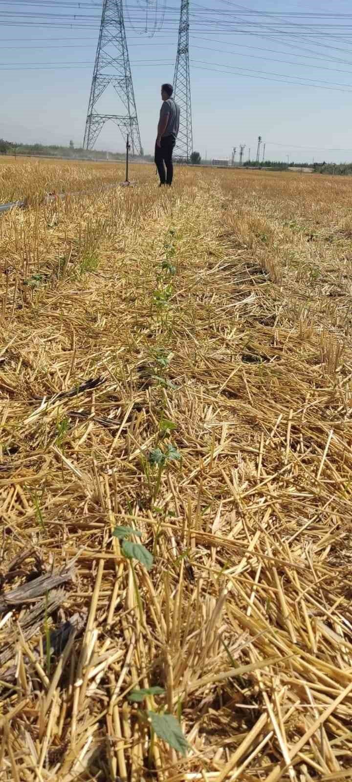 Hasattan Sonra 2. Ürün Yüz Güldürdü